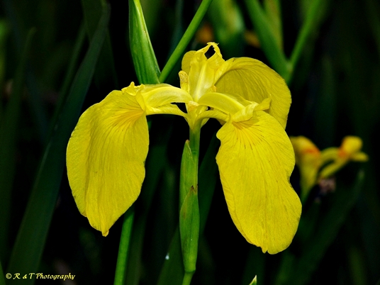 {Iris pseudacorus}